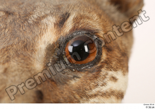 Asian golden cat Catopuma Temminckii eye 0006.jpg